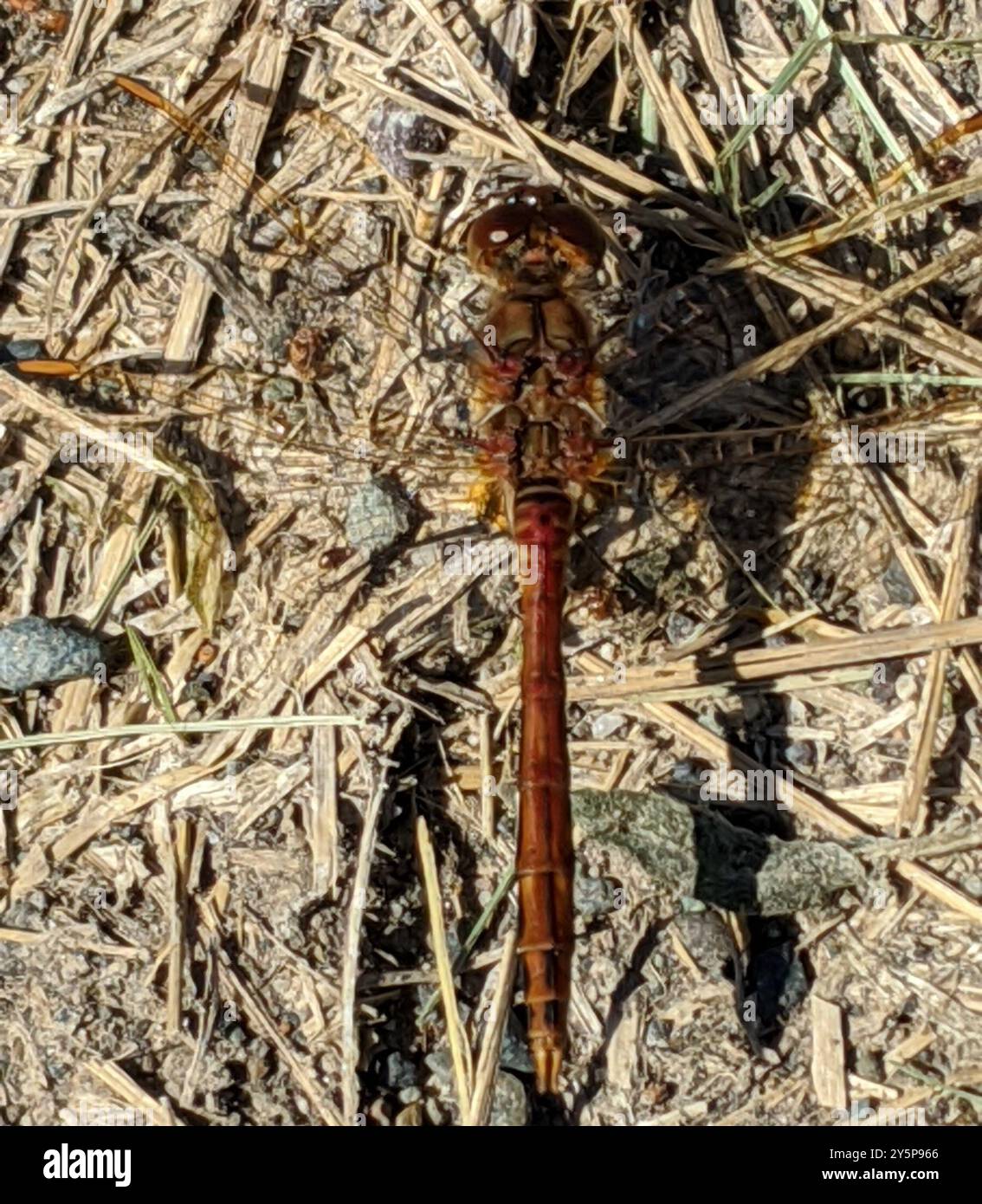 Safrangeflügelter Meadowhawk (Sympetrum costiferum) Insecta Stockfoto