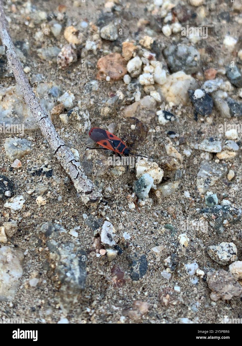 Mediterrane Rote Käfer (Scantius aegyptius) Insecta Stockfoto