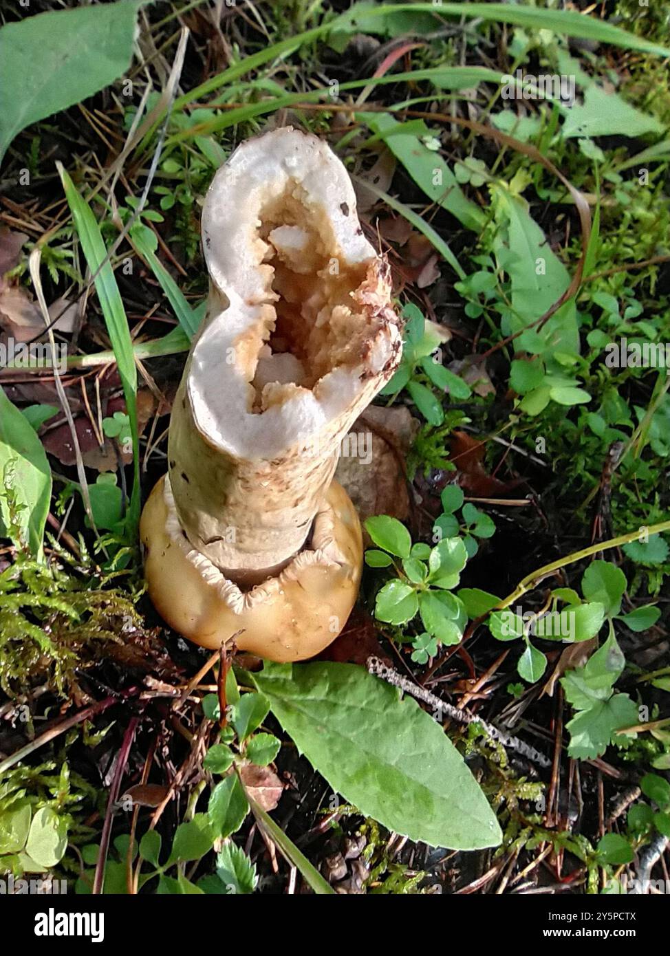 Stinkende Brittlegill-Pilze (Russula fetens) Stockfoto