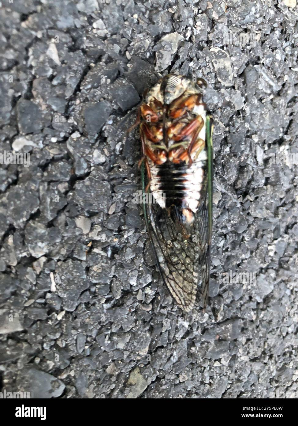 Lyrik Cicada (Neotibicen lyricen) Insecta Stockfoto