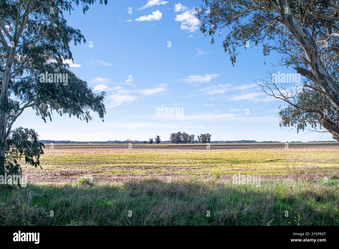 Landschaft in Argentinien Weideflächen und Eukalypyus-Bäume Stockfoto