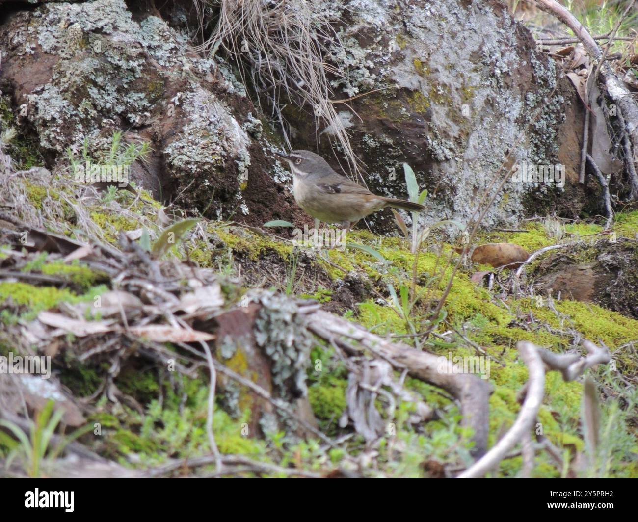 Weißbrauen-Scrubwren (Sericornis frontalis) Aves Stockfoto