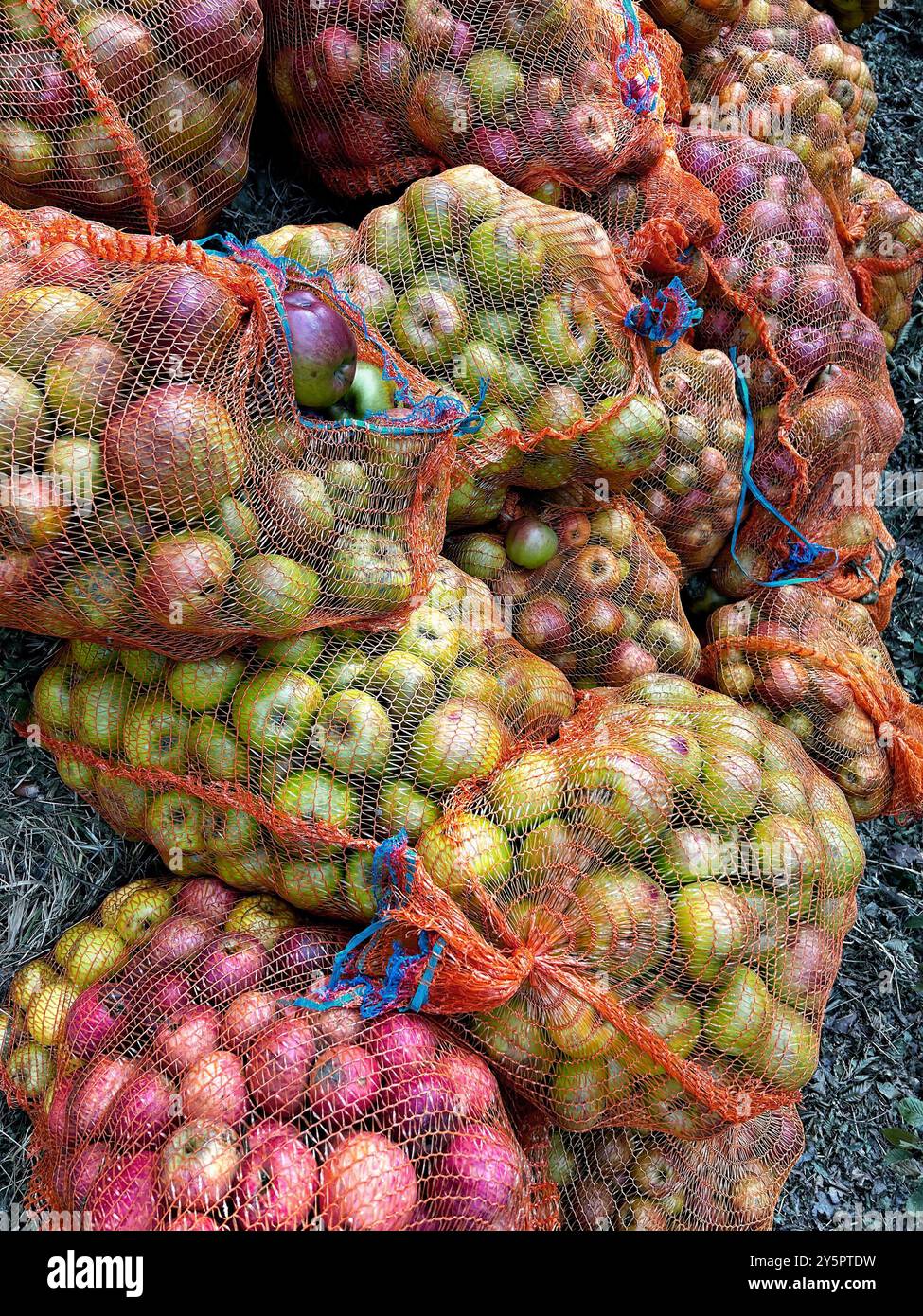 Im Herbst bietet der Obstgarten Säcke voller frischer, gesunder Äpfel – ein Geschenk aus der Natur. Stockfoto