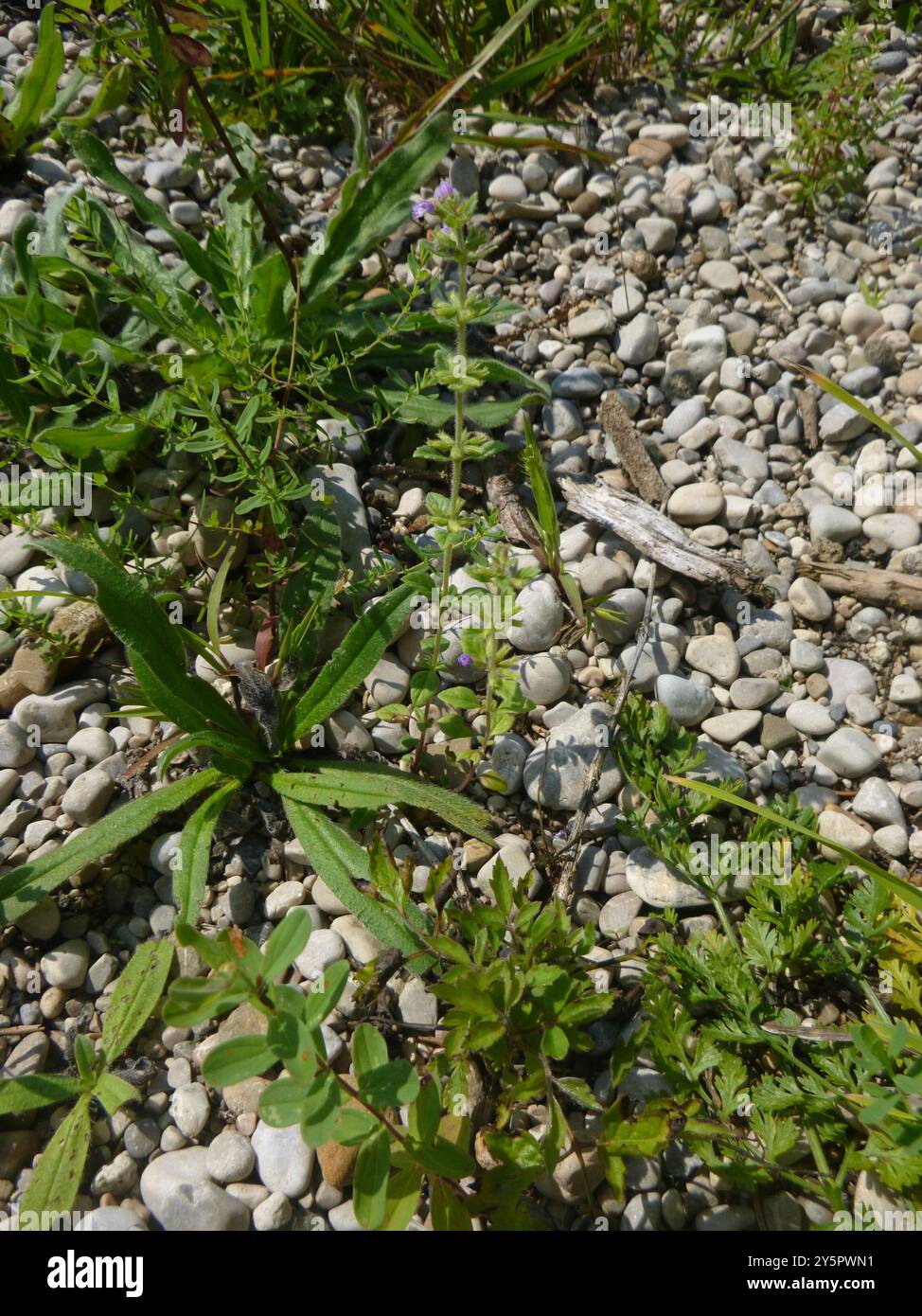 basilikum-Thymian (Clinopodium acinos) Plantae Stockfoto