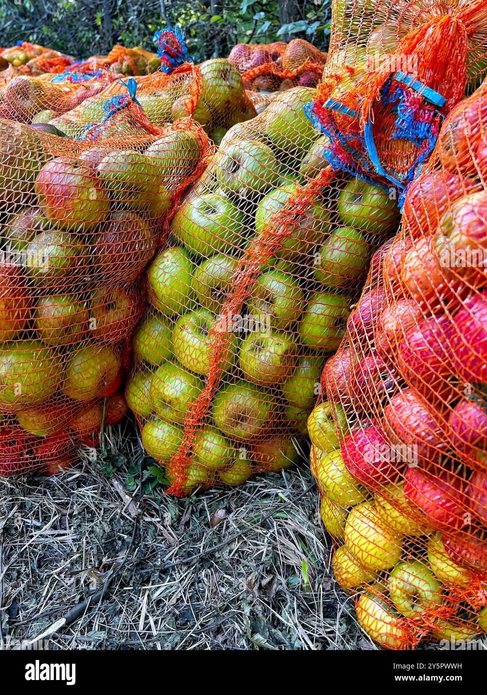 Im Herbst bietet der Obstgarten Säcke voller frischer, gesunder Äpfel – ein Geschenk aus der Natur. Version 2 Stockfoto