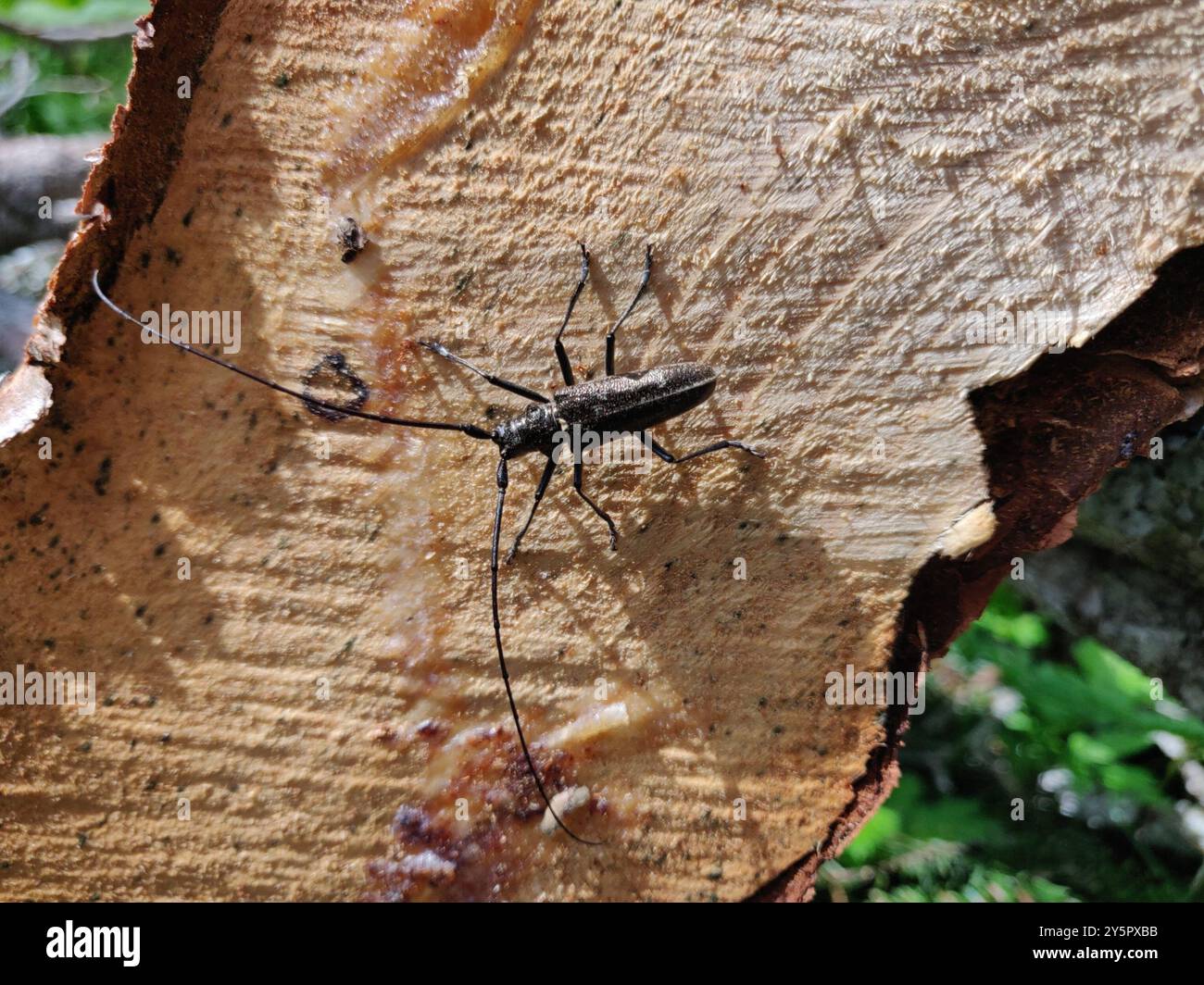 Zimmermann Sawyer Käfer (Monochamus sartor) Insecta Stockfoto