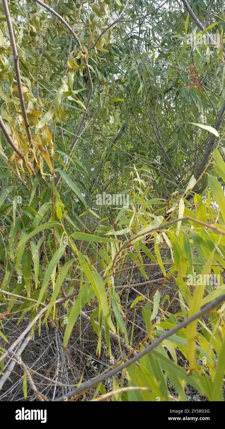 Gooddings Weide (Salix gooddingii) Plantae Stockfoto