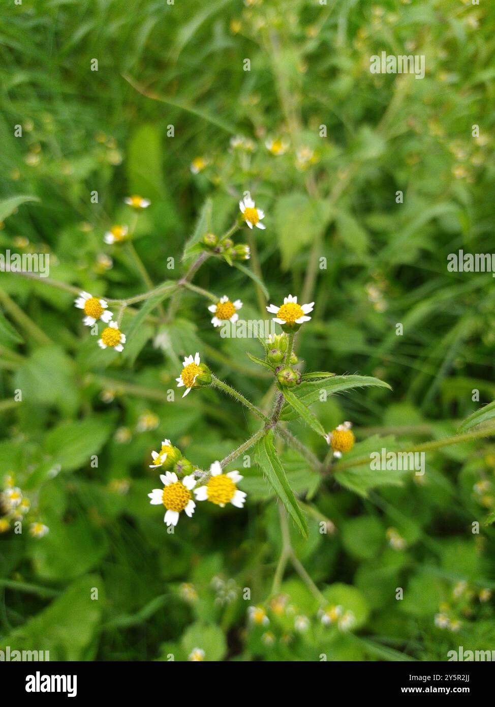 shaggy Soldat (Galinsoga quadriradiata) Plantae Stockfoto