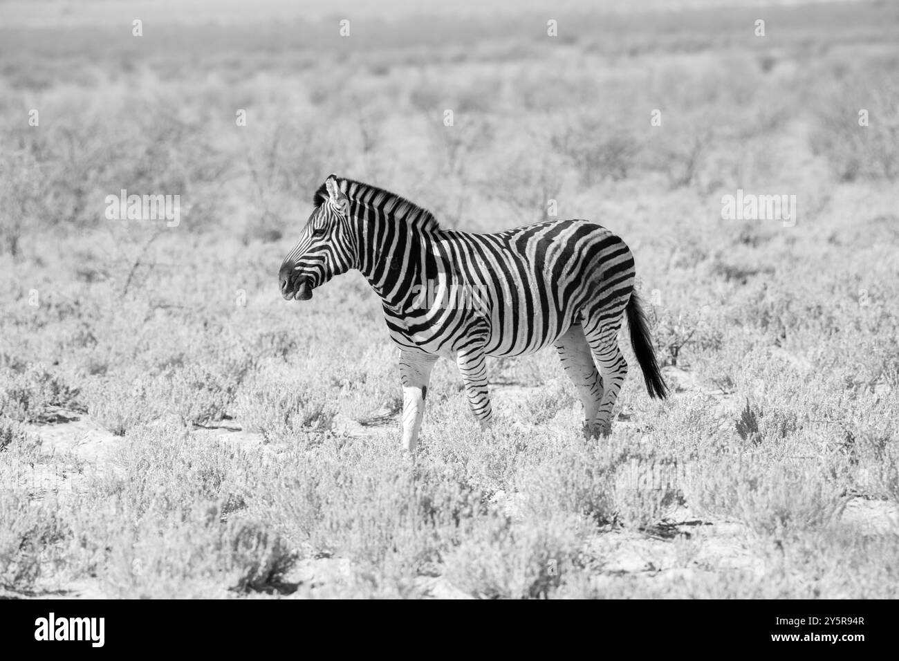 Wüstenangepasste Zebras in Namibia, Afrika Stockfoto