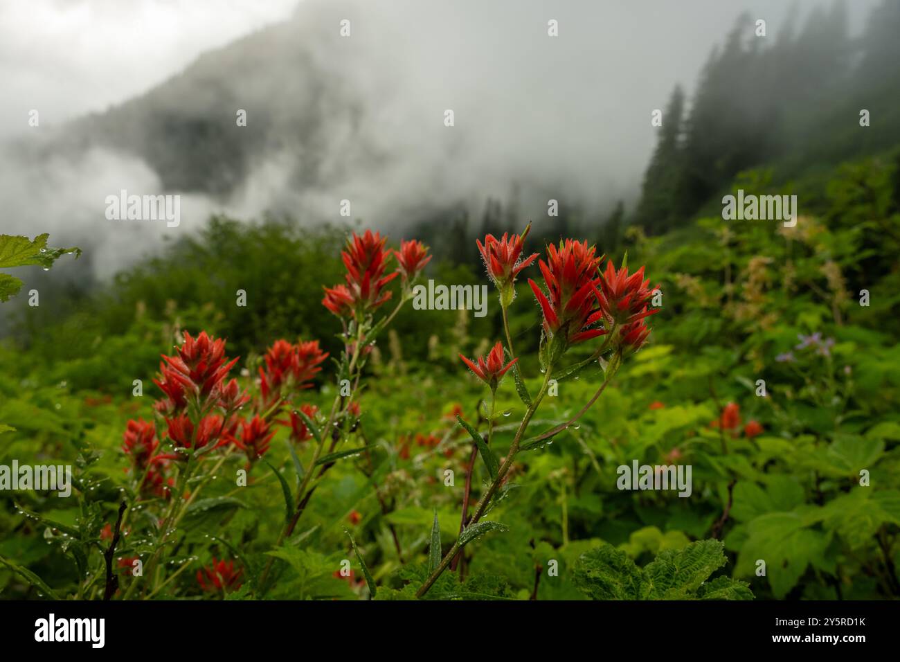 Nebellichter über Red Paintbrush blüht entlang des Wonderland Trail Stockfoto