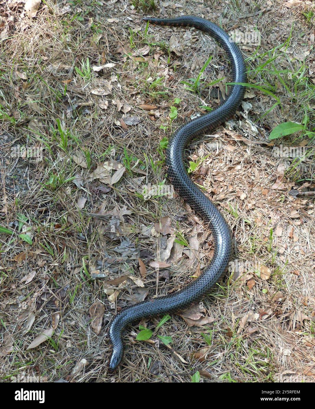 Mudsnake (Farancia abacura) Reptilia Stockfoto