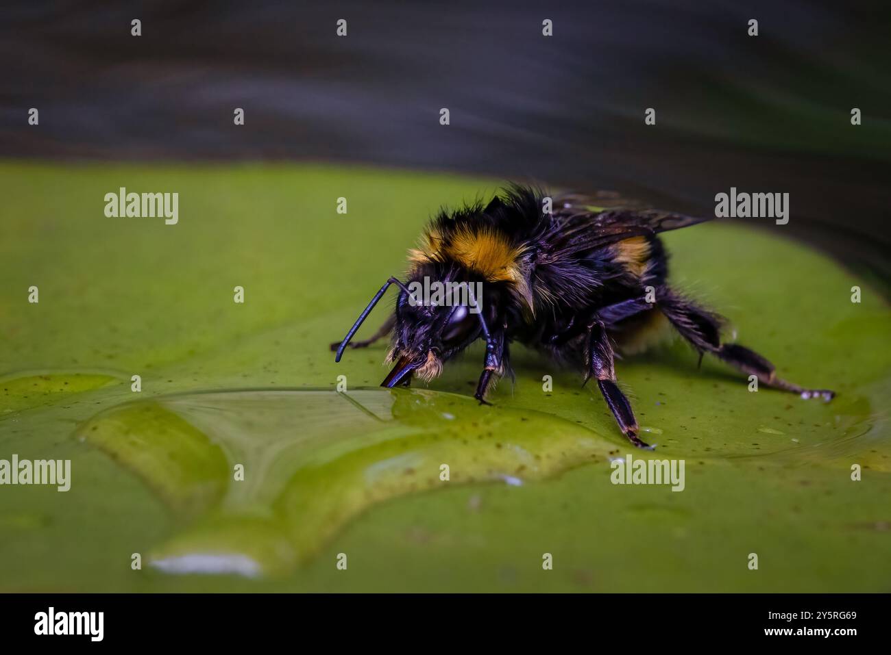 Hummel trinkt auf einem Blatt Stockfoto