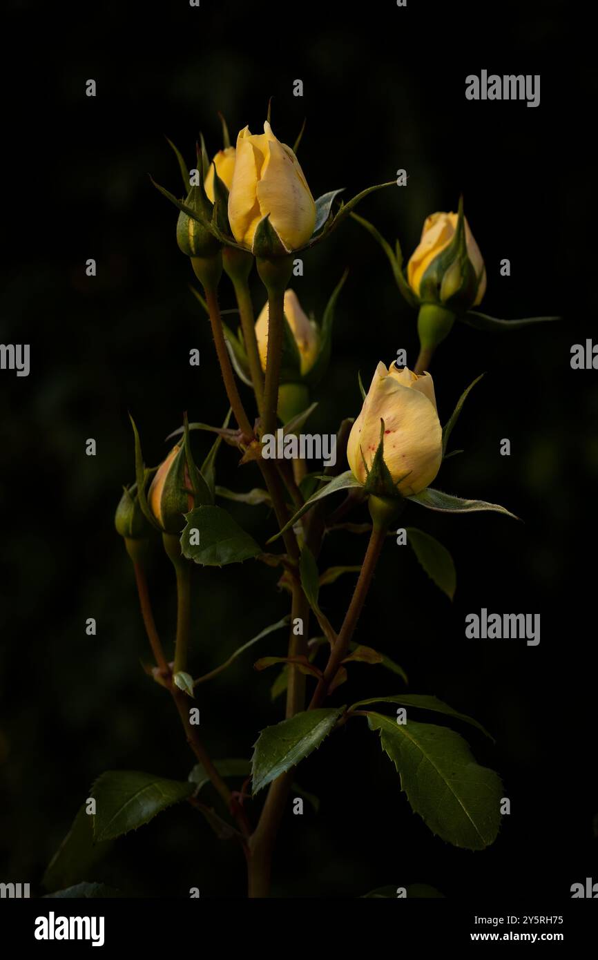 Cremefarbene Rosenknospen Stockfoto