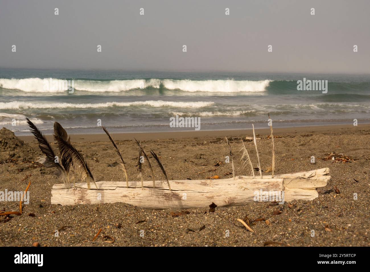 Treibholz und Federn am Moonstone Beach. Stockfoto