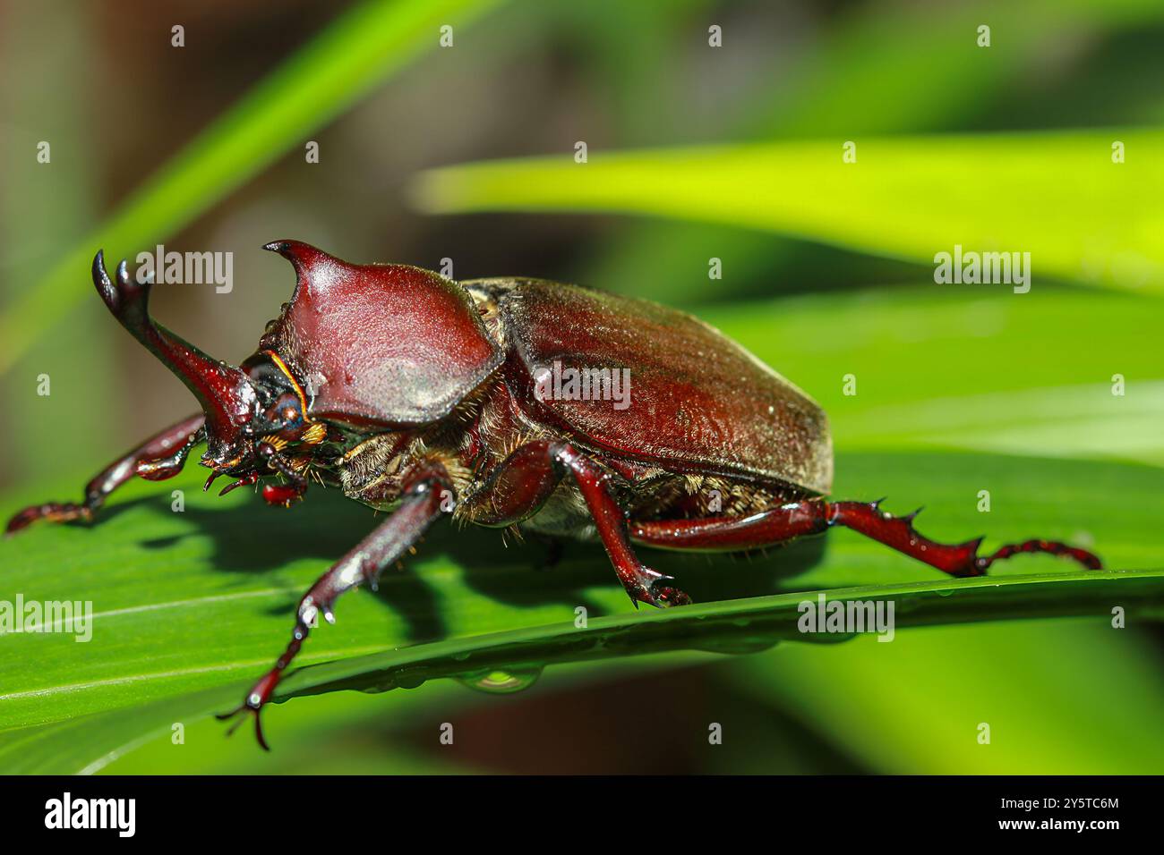 Eine Nahaufnahme eines bunten männlichen Nashornkäfers auf einem grünen Blatt. Das glänzende Exoskelett und die beeindruckenden Hörner des Käfers sind deutlich sichtbar Stockfoto