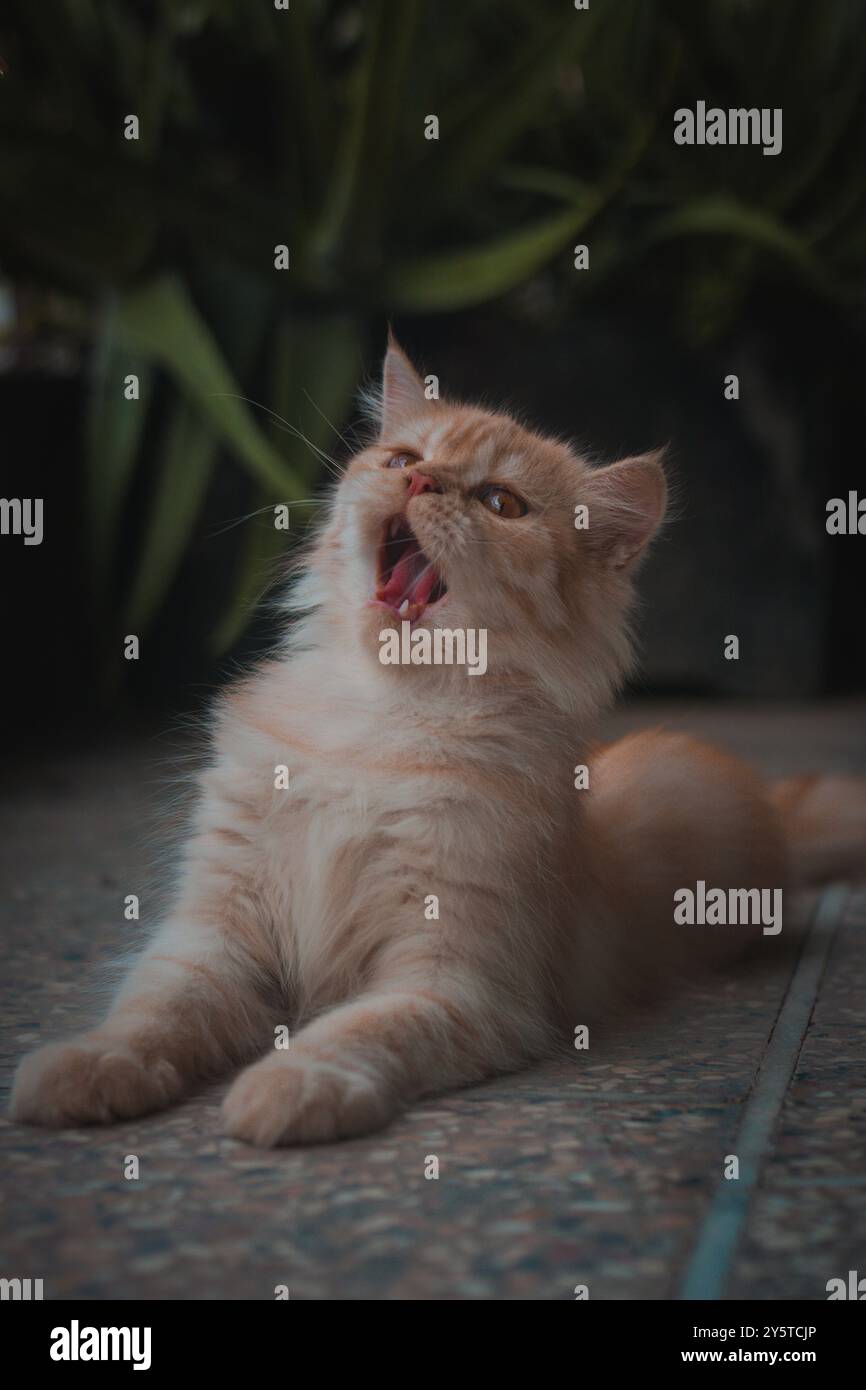 Vorsicht! Diese verspielte Perserkatze ist bereit, etwas mit offenem Mund zu fangen. Sieh dir diese perserkatze in wütender Stimmung an und versucht zu geben Stockfoto