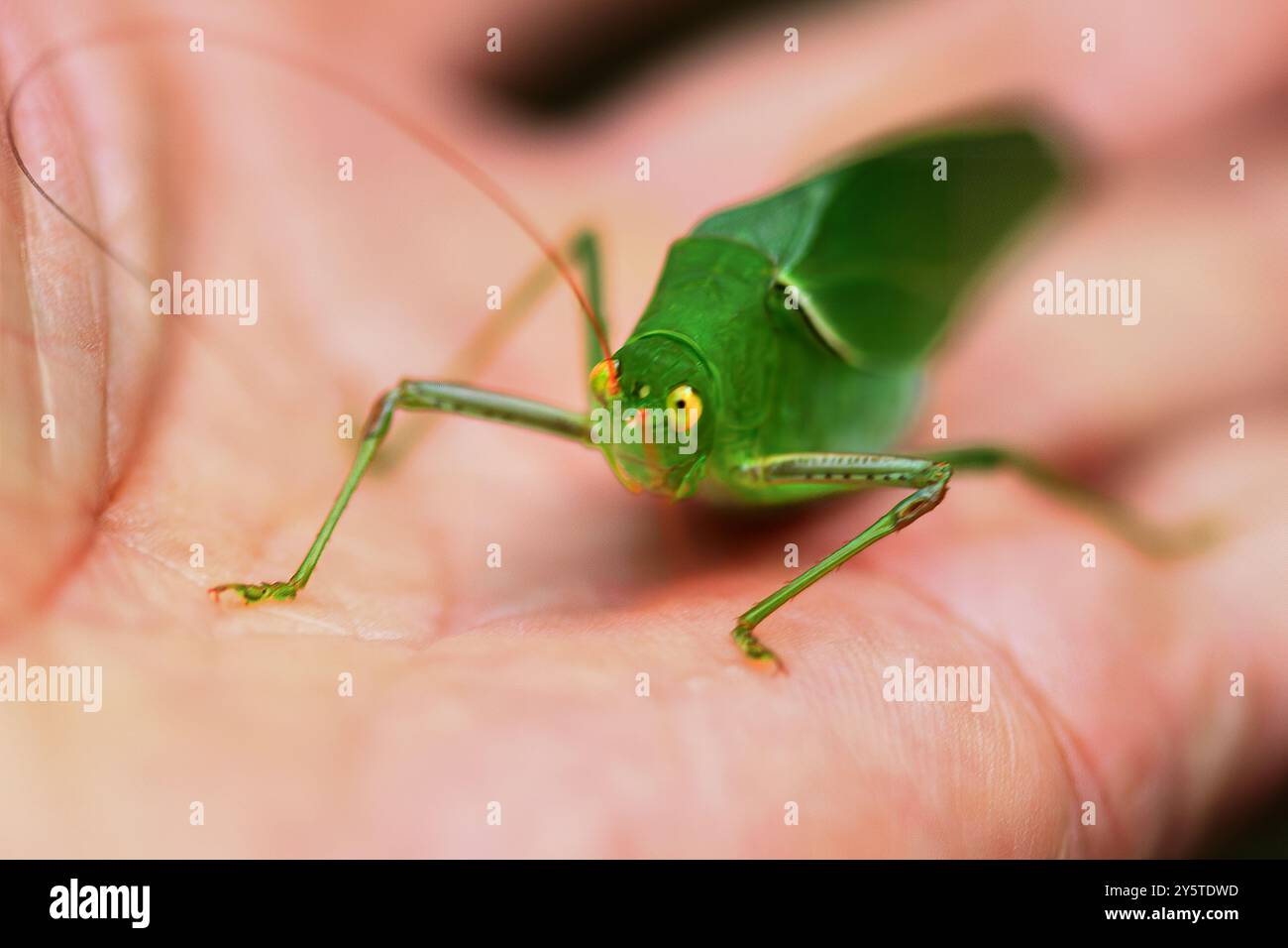 Eine auffällige Nahaufnahme eines lebendigen grünen Katydid, das auf einer menschlichen Hand thront. Die großen zusammengesetzten Augen des Insekts und die langen, empfindlichen Antennen sind deutlich sichtbar Stockfoto