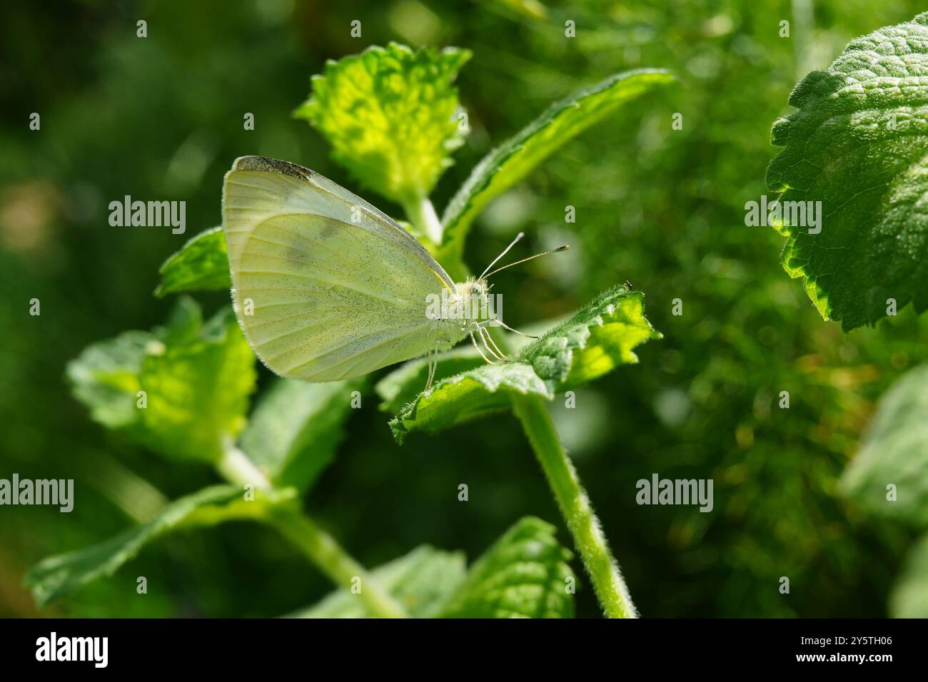 Kohl-weißer Schmetterling auf Zitronenmelisse Stockfoto