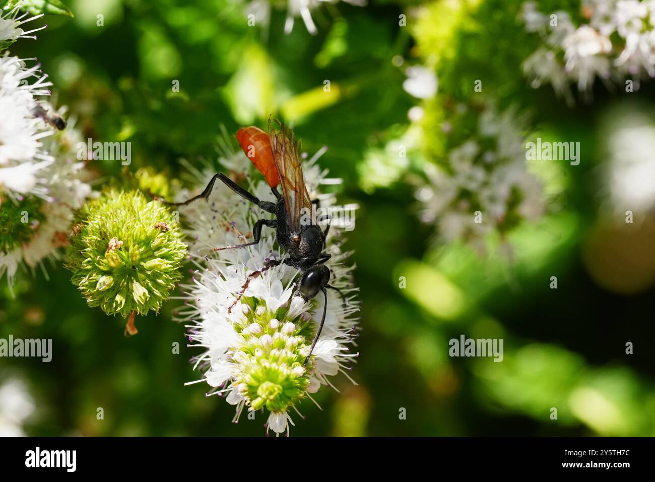 Weibliche Fadenwespe (Sphex lucae) schlürft Minznektar Stockfoto