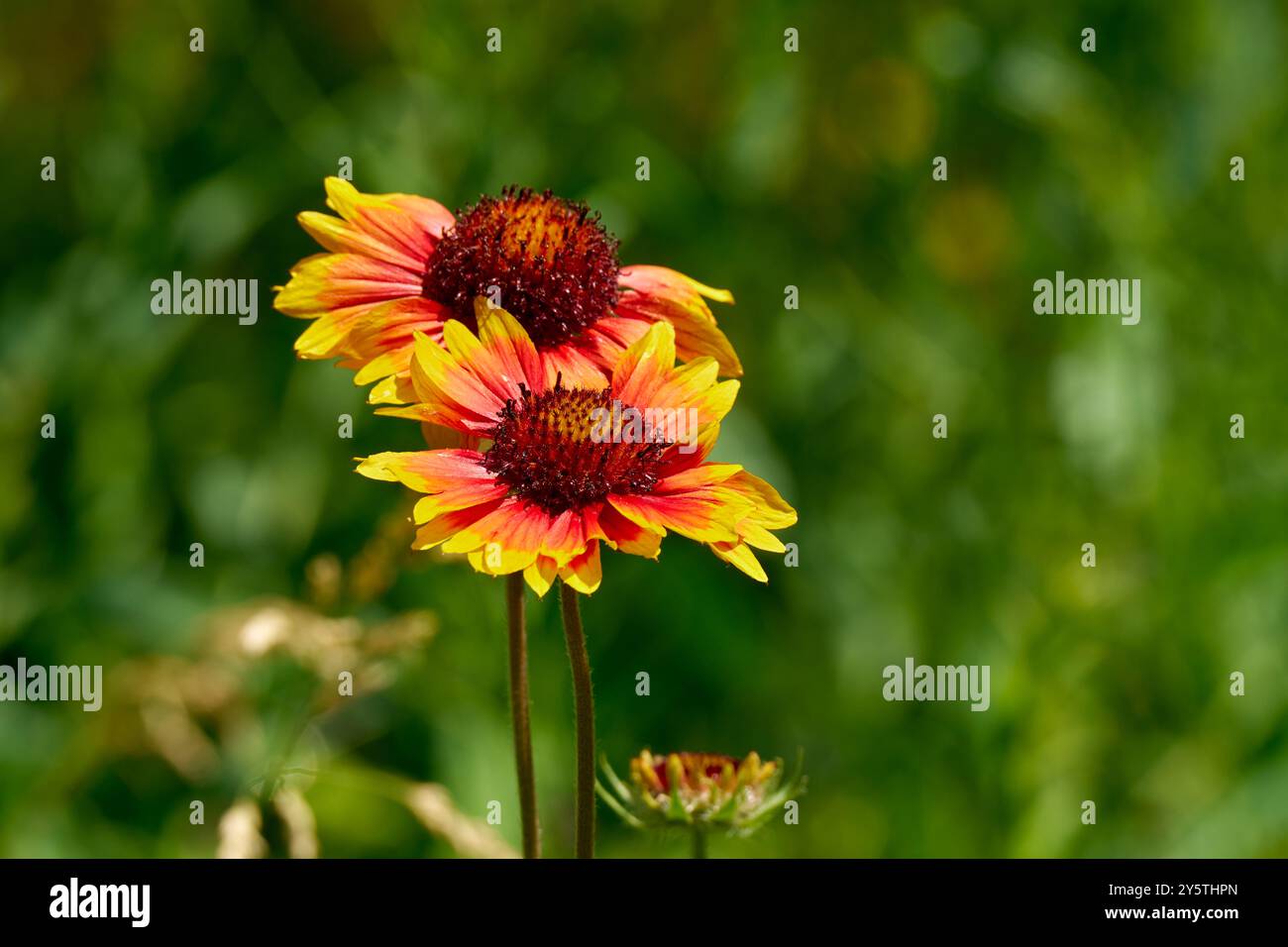 Sommerdecken Blumen Stockfoto