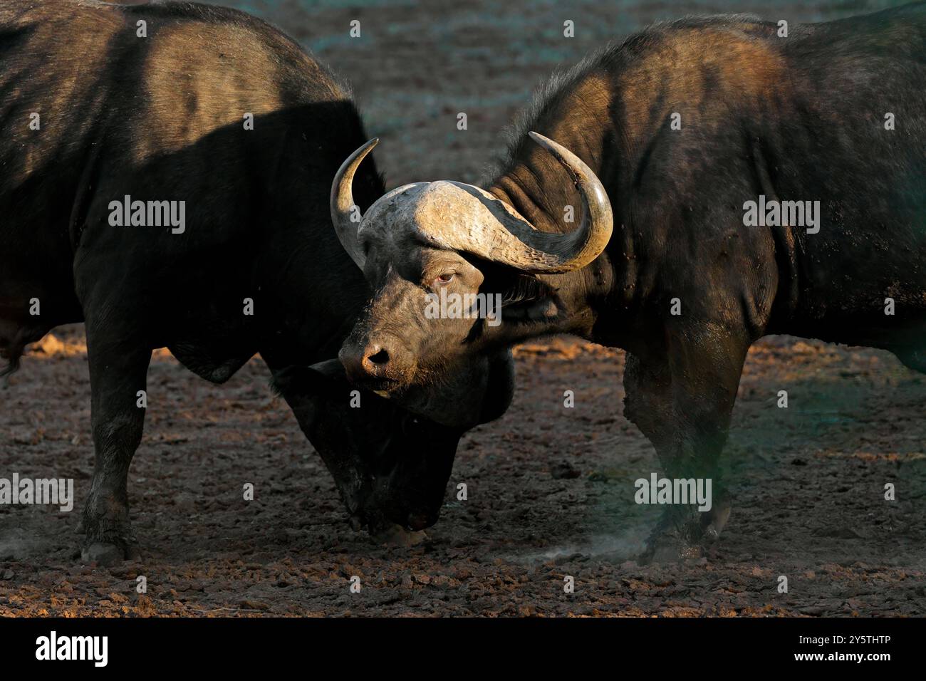 Porträt eines Afrikanischen oder Kaffernbüffel (Syncerus Caffer), Mokala National Park, Südafrika Stockfoto