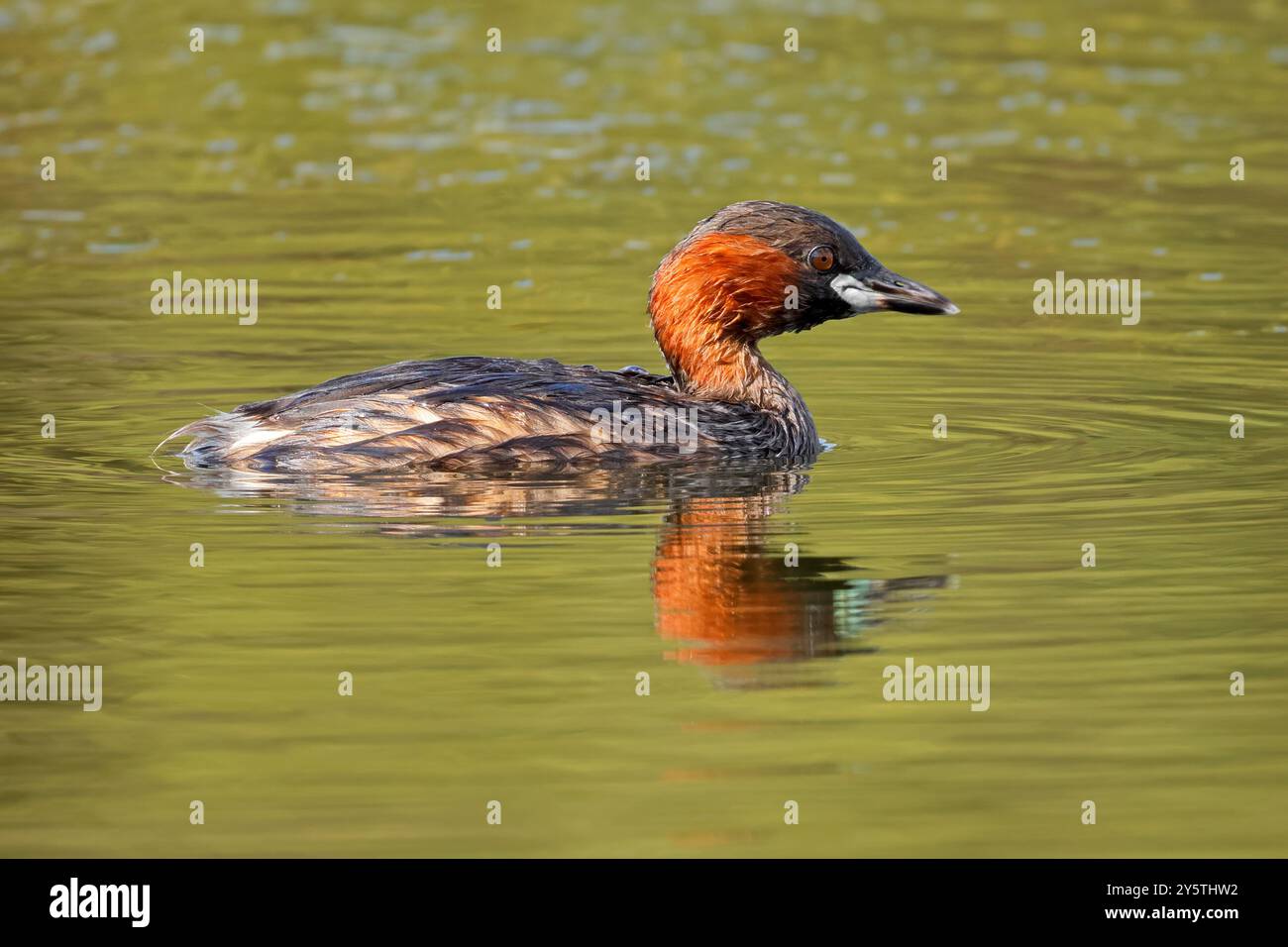 Kleiner Grebe (Tachybaptus ruficollis) schwimmt in einem Teich, Südafrika Stockfoto