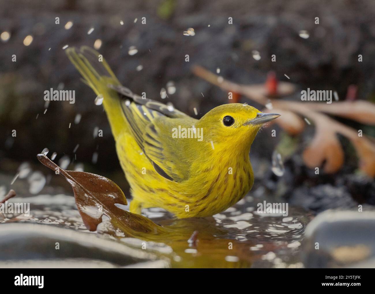 Ein Gelbschwanzer (Setophaga petechia) badet in einem Vogelbad im Hinterhof während der Herbstwanderung im Sacramento County Kalifornien USA Stockfoto