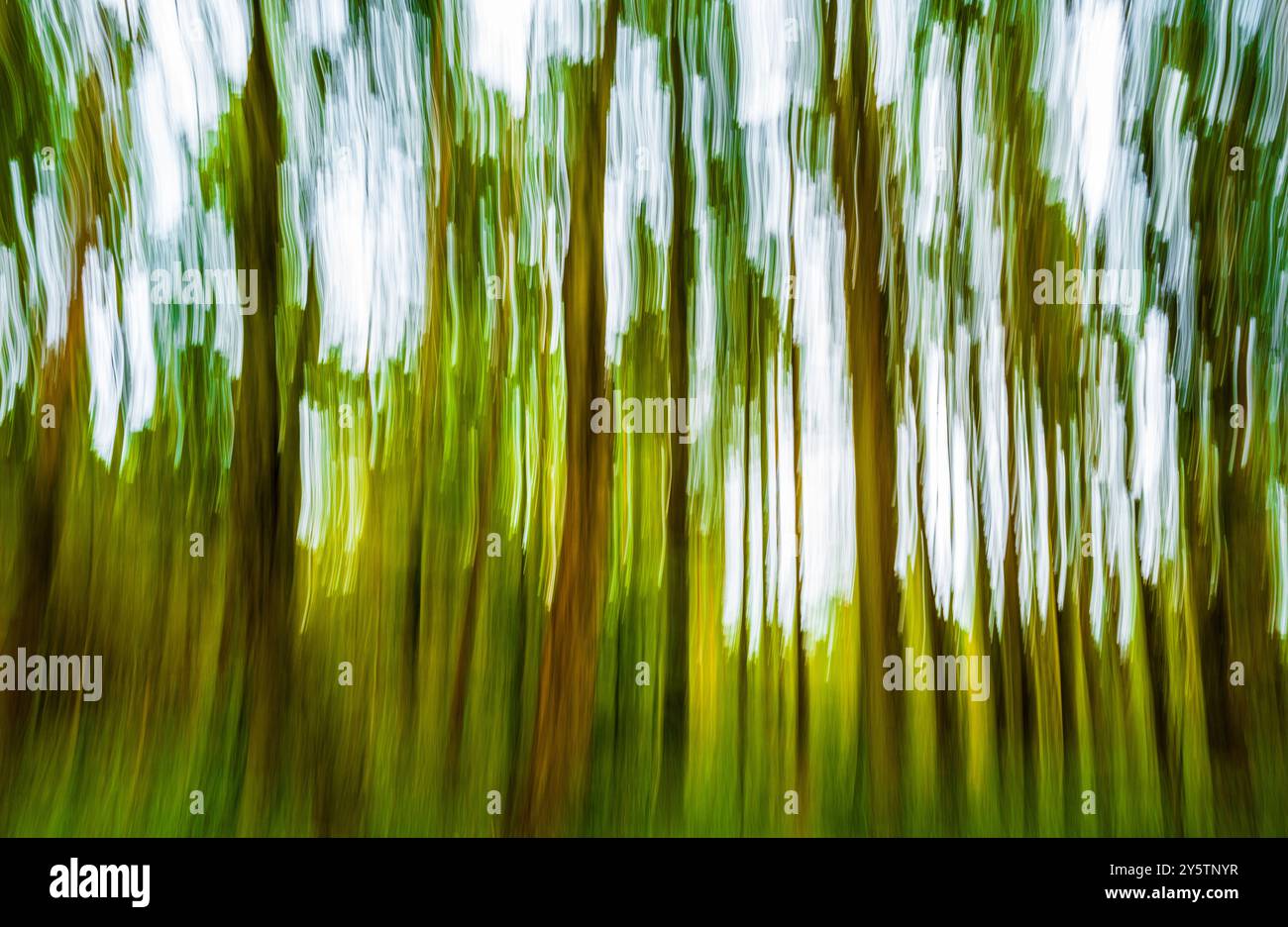 Absichtliche Kamerabewegung im Wald Stockfoto