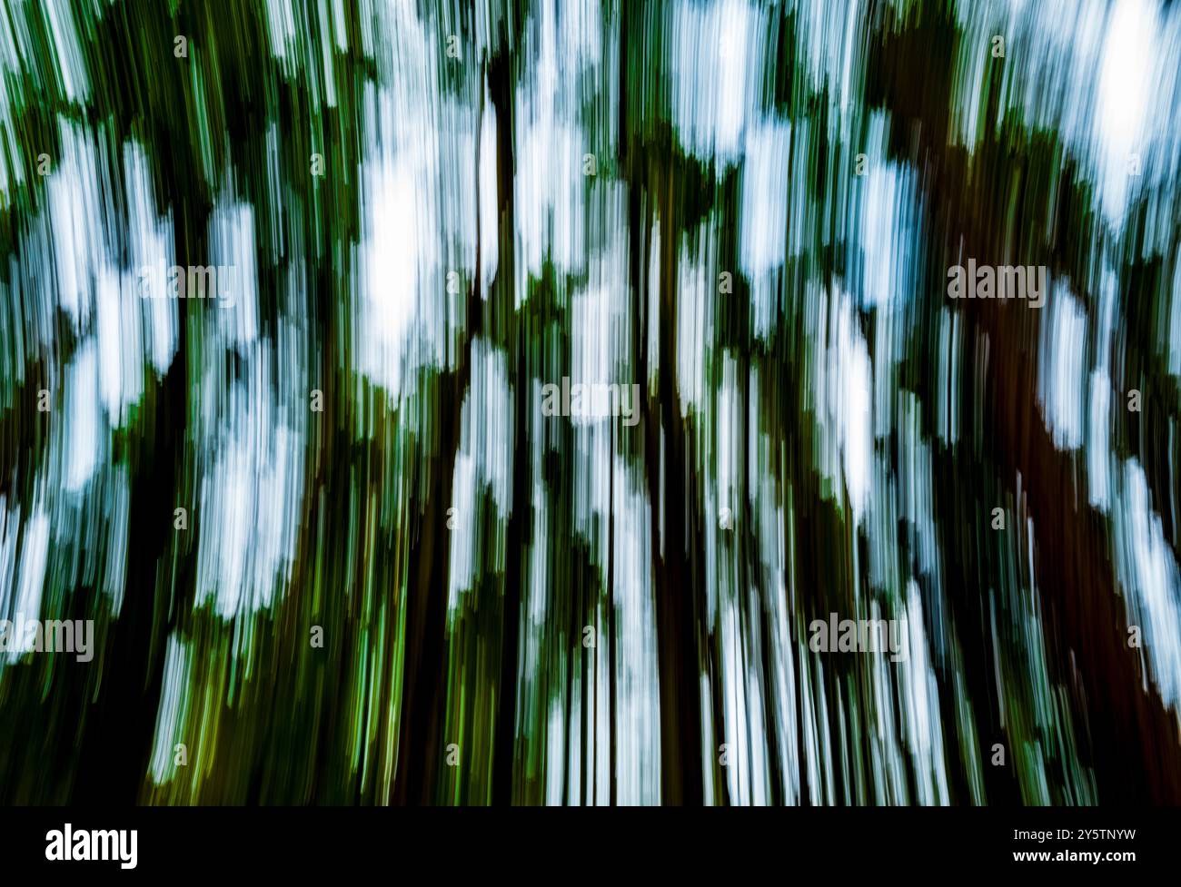 Absichtliche Kamerabewegung im Wald Stockfoto