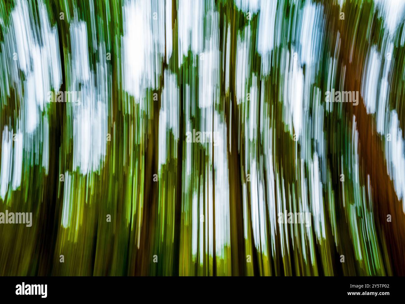 Absichtliche Kamerabewegung im Wald Stockfoto