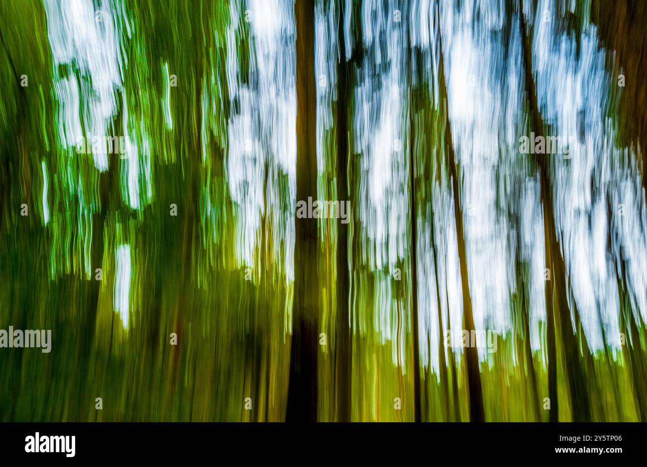 Absichtliche Kamerabewegung im Wald Stockfoto
