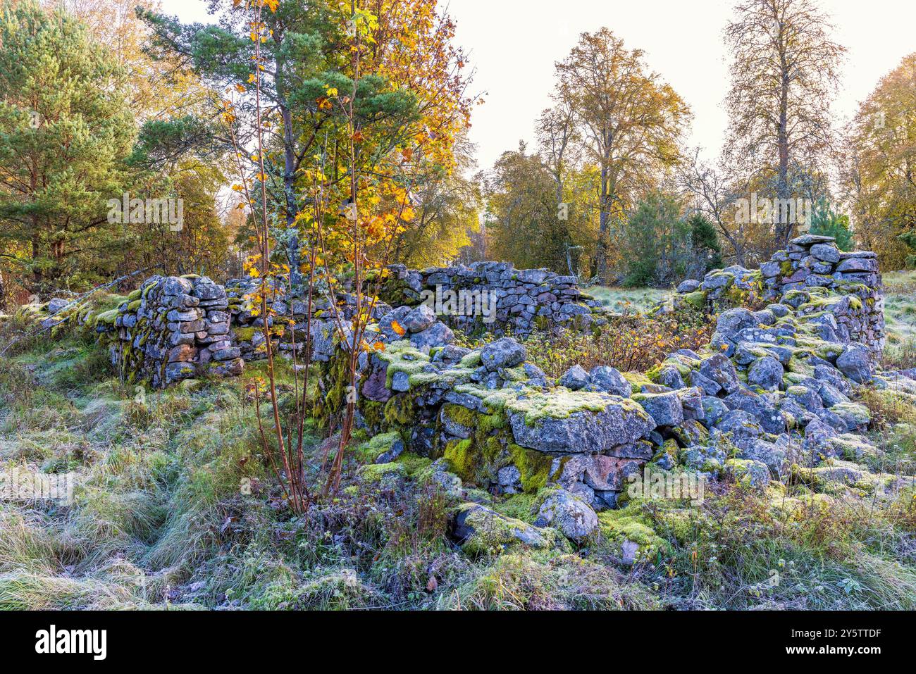 Alte Hausruine in einer Lichtschicht, Laubwald mit Herbstfarben Stockfoto