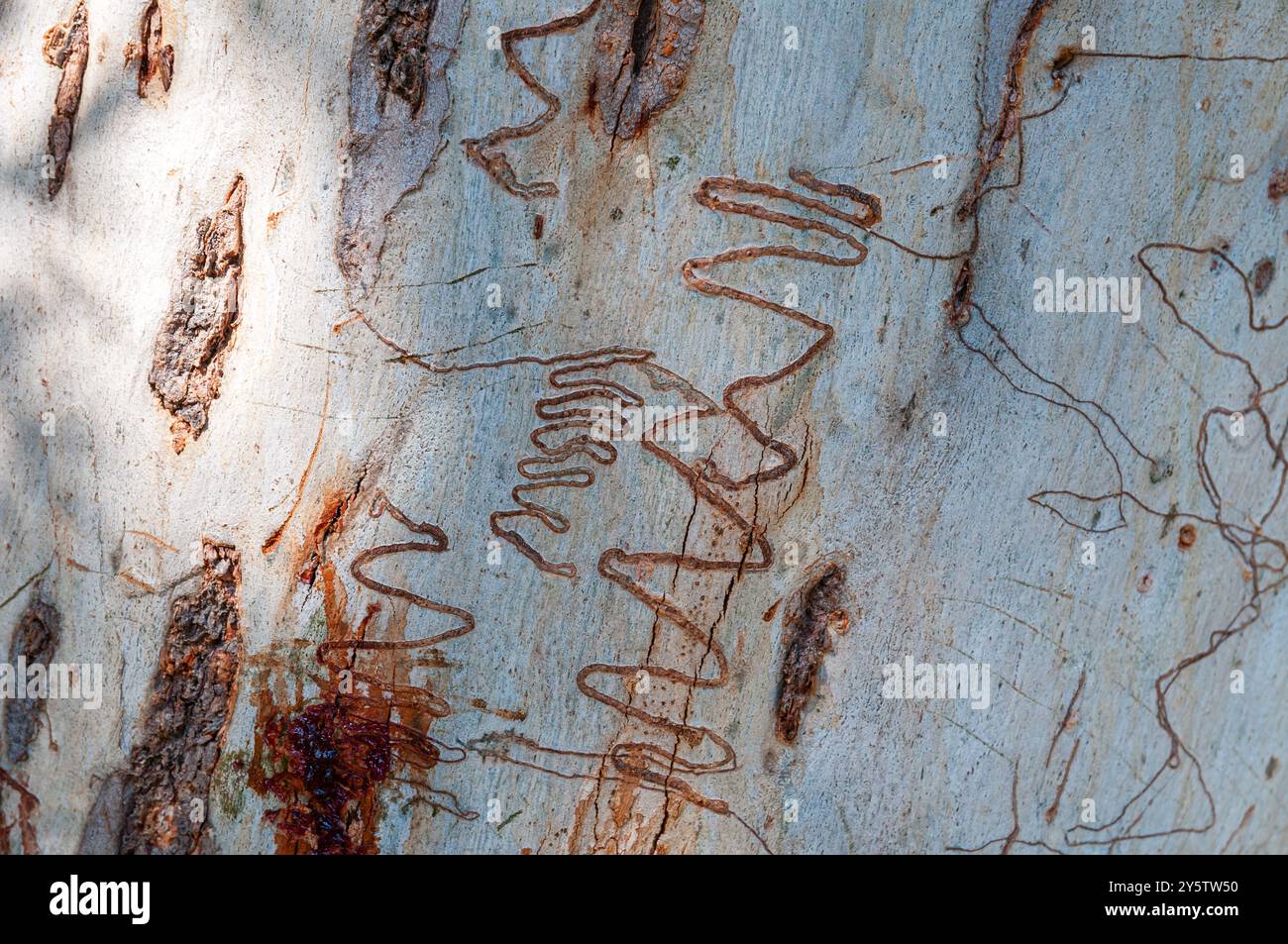 Baumrindenstruktur, Baumstamm, Kaugummi, Eukalyptus racemosa, mit Insektenspuren, Groove Patterns, Booderee Botanic Gardens, NSW, Australien Stockfoto