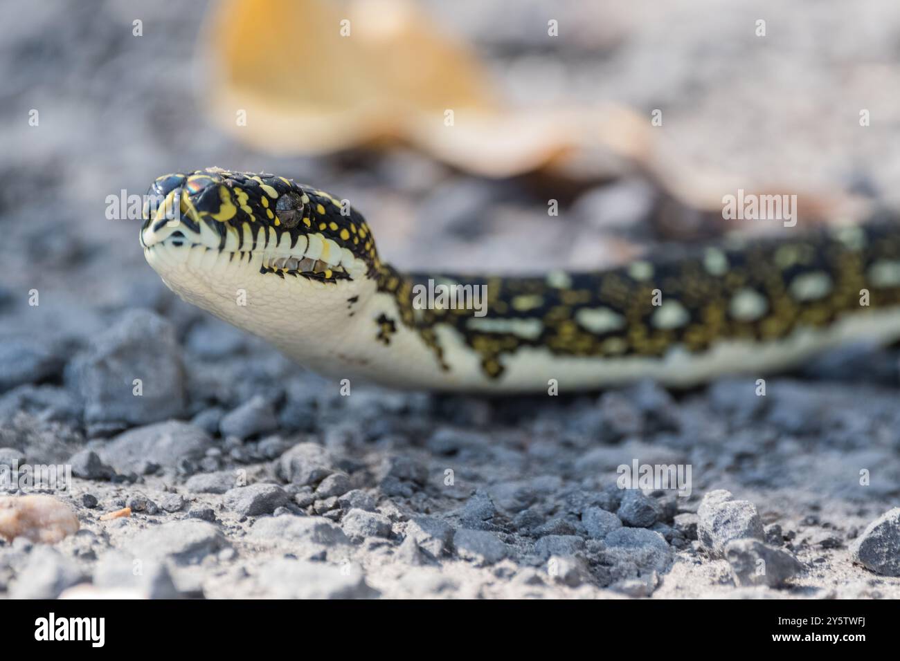 Australische Diamantpython, Morelia spilota spilota, Booderee Botanic Gardens, NSW, Australien Stockfoto