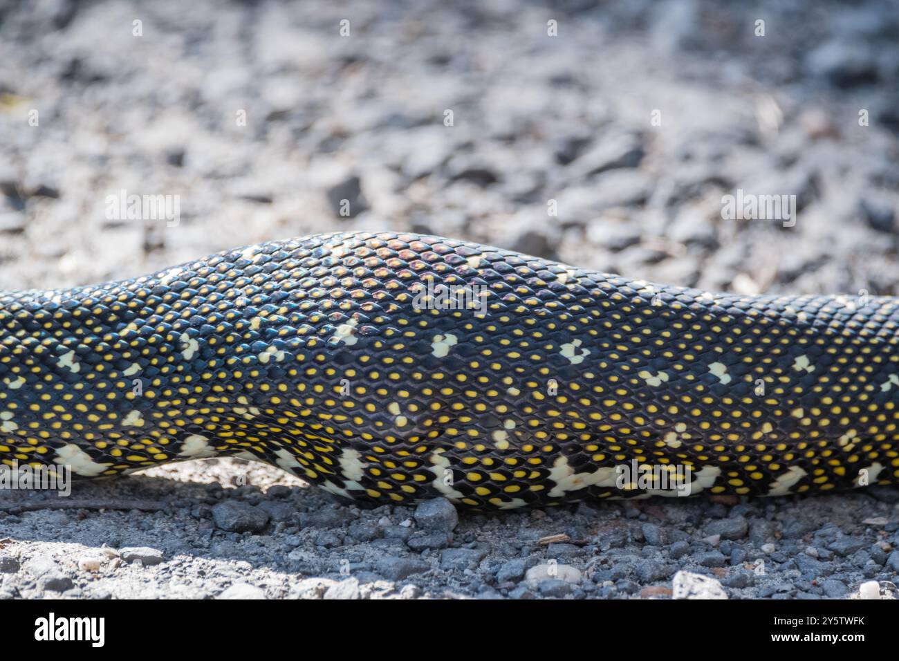 Australische Diamantpython, Morelia spilota spilota, geschwollener Bauch, Booderee Botanic Gardens, NSW, Australien Stockfoto
