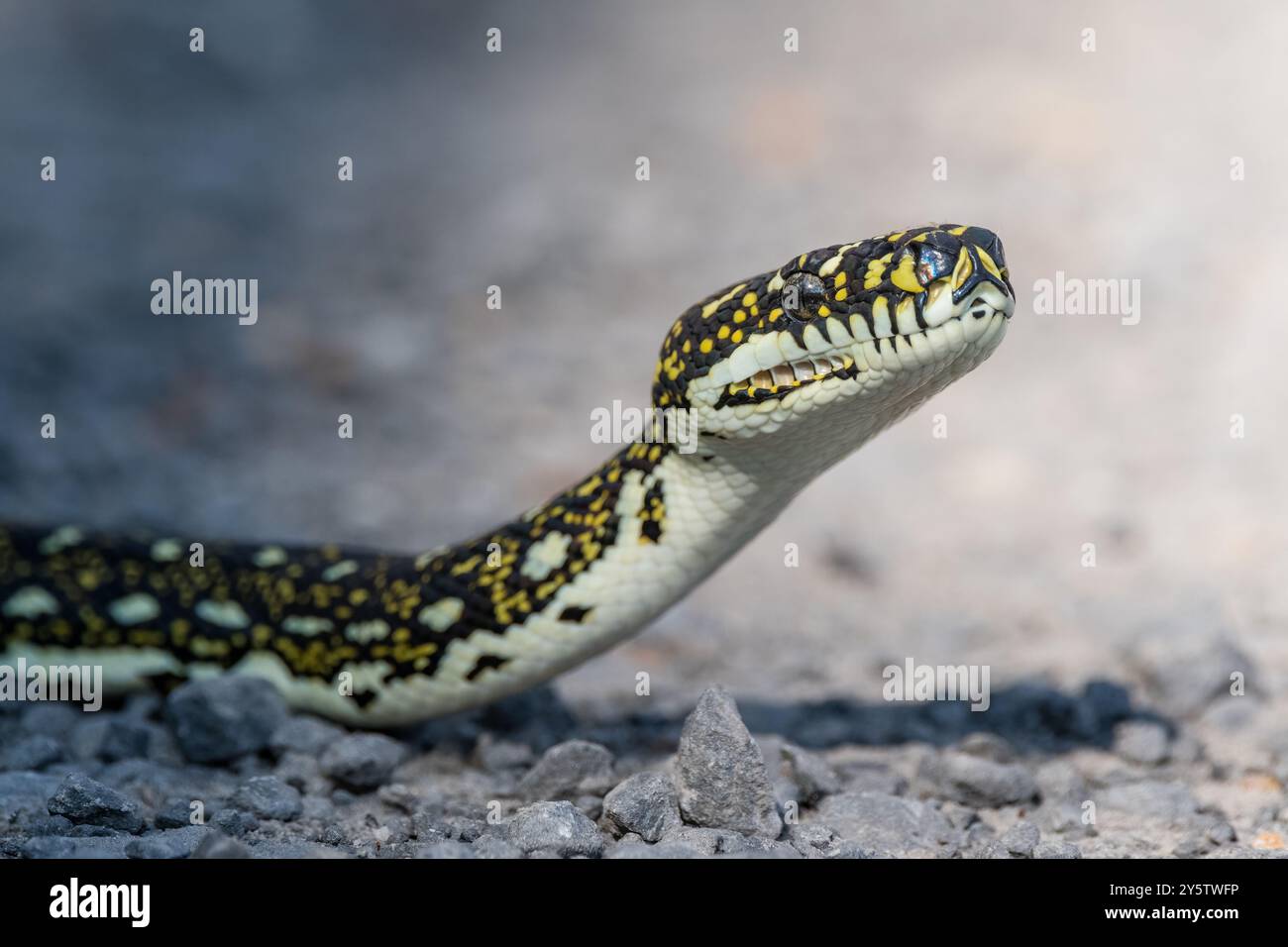 Australische Diamantpython, Morelia spilota spilota, Booderee Botanic Gardens, NSW, Australien Stockfoto