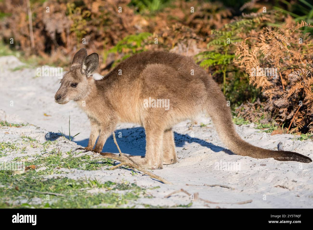 Östliches graues Känguru joey, Macropus giganteus, in der Nähe von Cave Beach, NSW, Australien Stockfoto