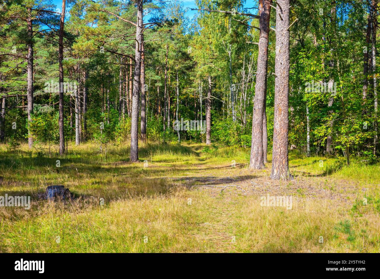 Sonniges Licht im Herbstwald. Estland Stockfoto