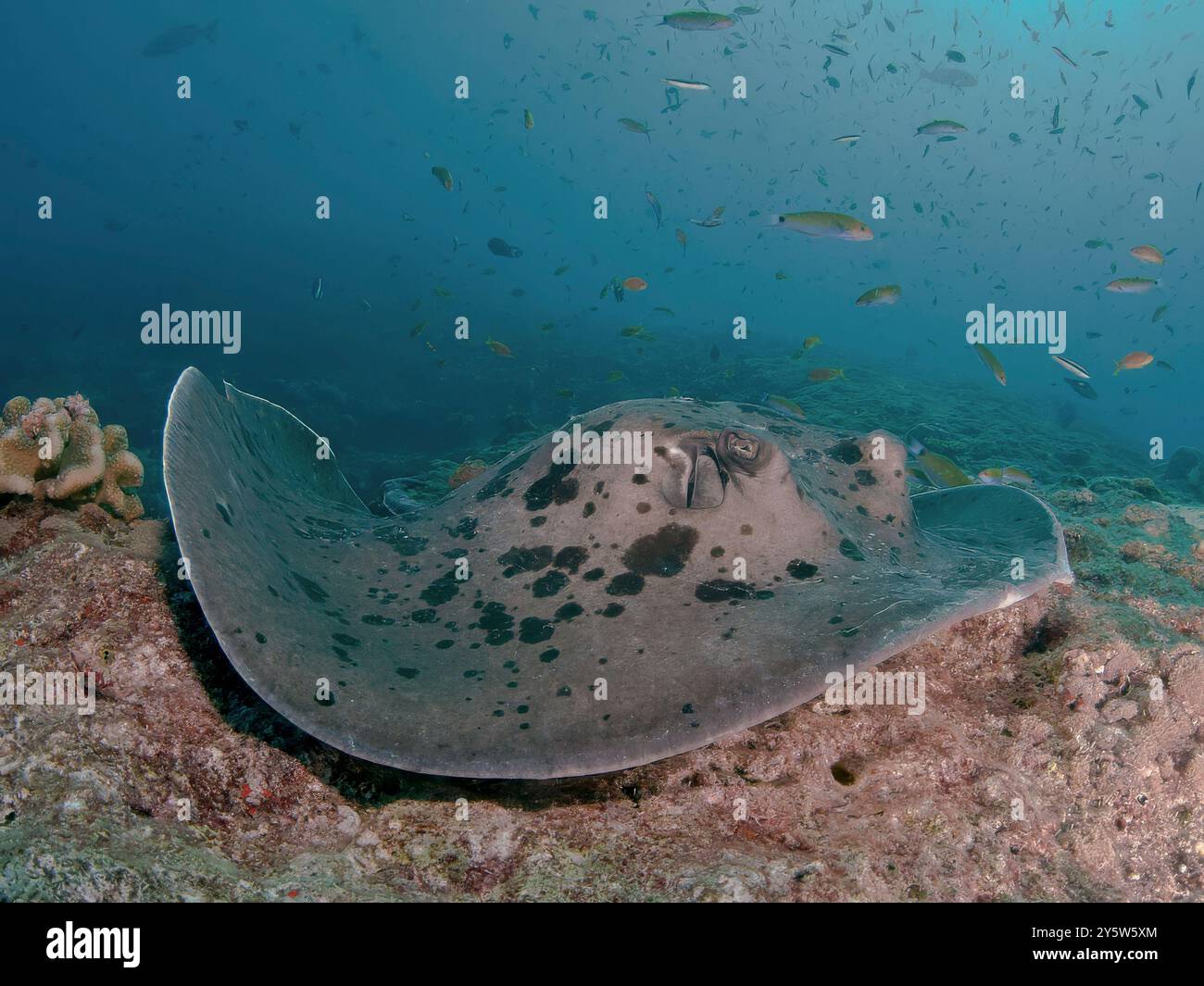 Blackblotched Stachelrochenjagd Stockfoto