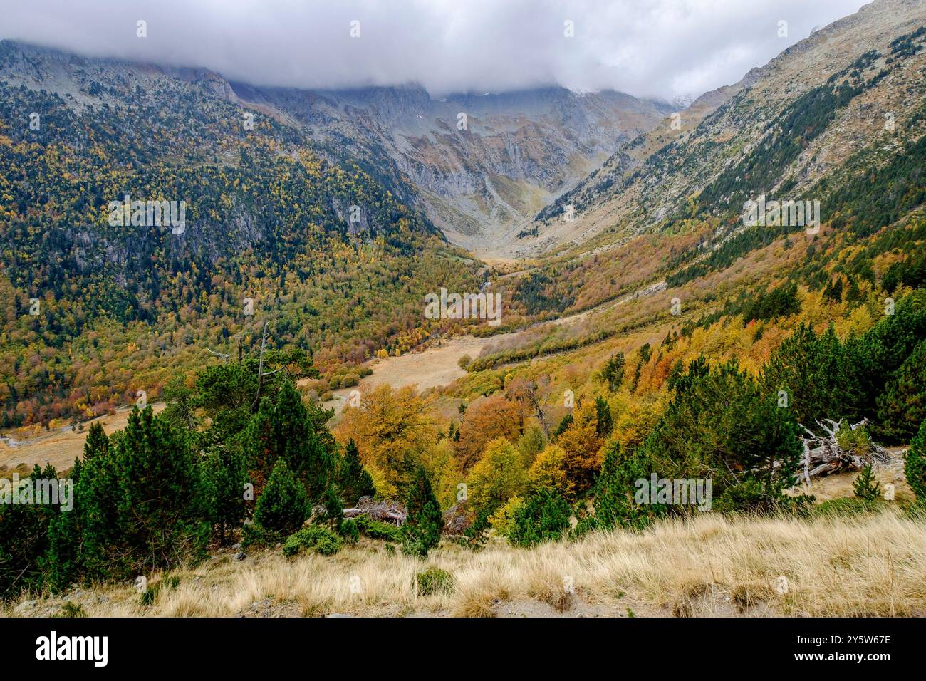 Gemischter Laubwald, Molières Tal, Aran, Lleida, Pyrenäen, Katalonien, Spanien, Europa Stockfoto