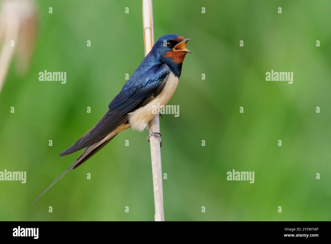 Scheunenschwalbe (Hirundo rustica), Seitenansicht eines Erwachsenen, der aus einem Schilf singt, Kampanien, Italien Stockfoto