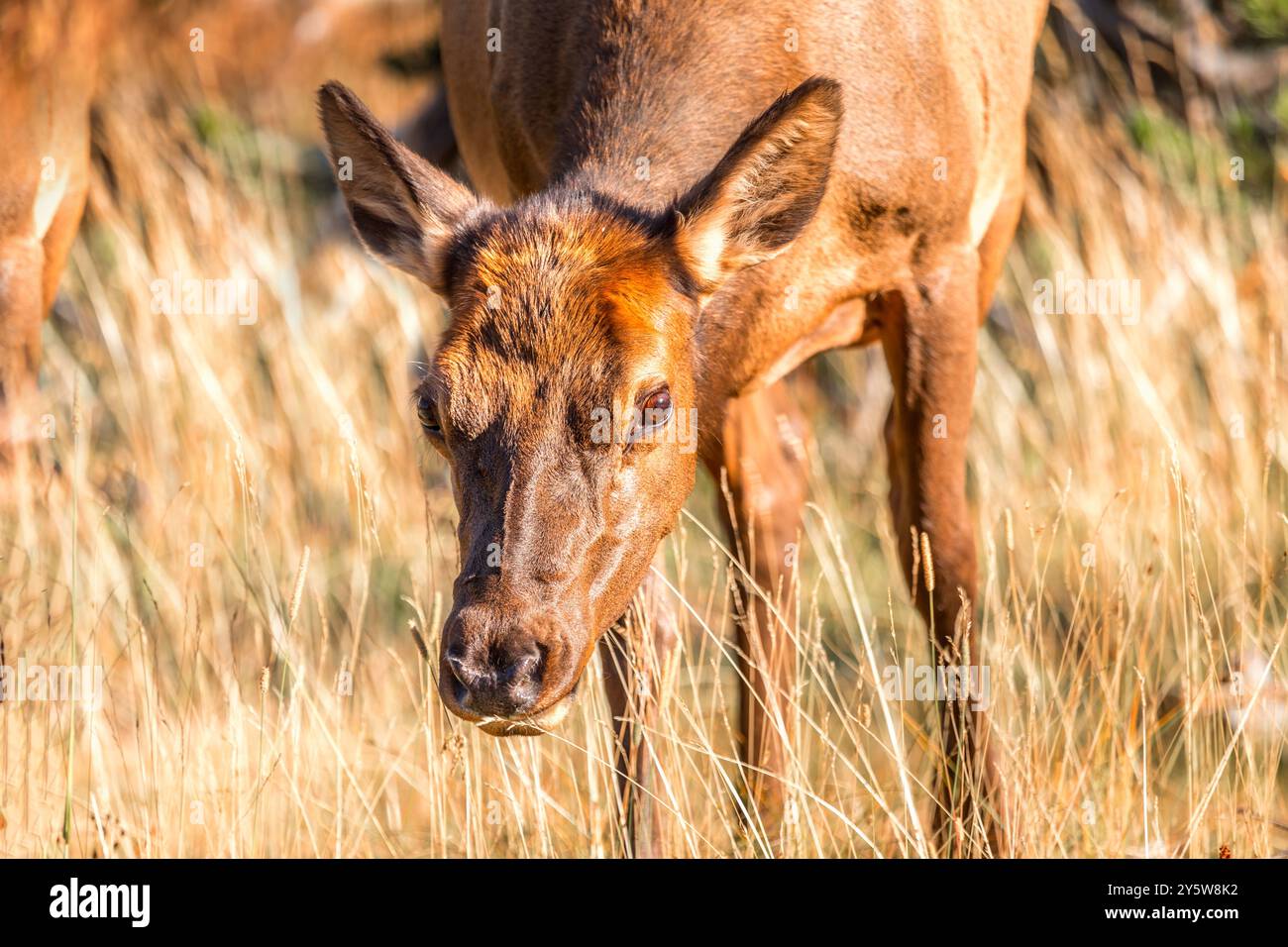 Porträt eines Maultierhirsches im Yellowstone-Nationalpark, Wyoming, USA Stockfoto