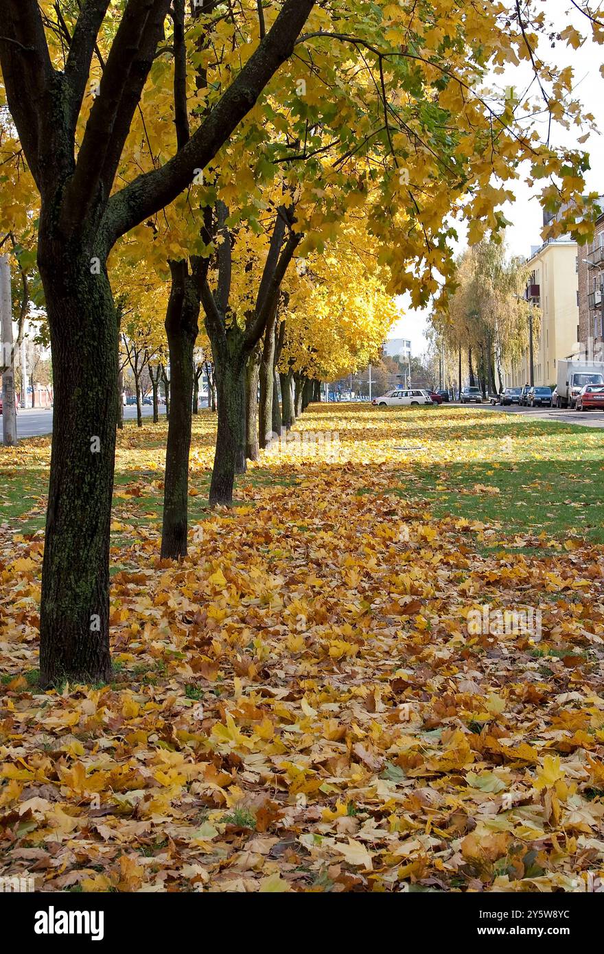 Gasse mit gelben Ahornen im Herbst. Fallende Blätter und Jahreszeiten in der Stadtstraße. Stockfoto