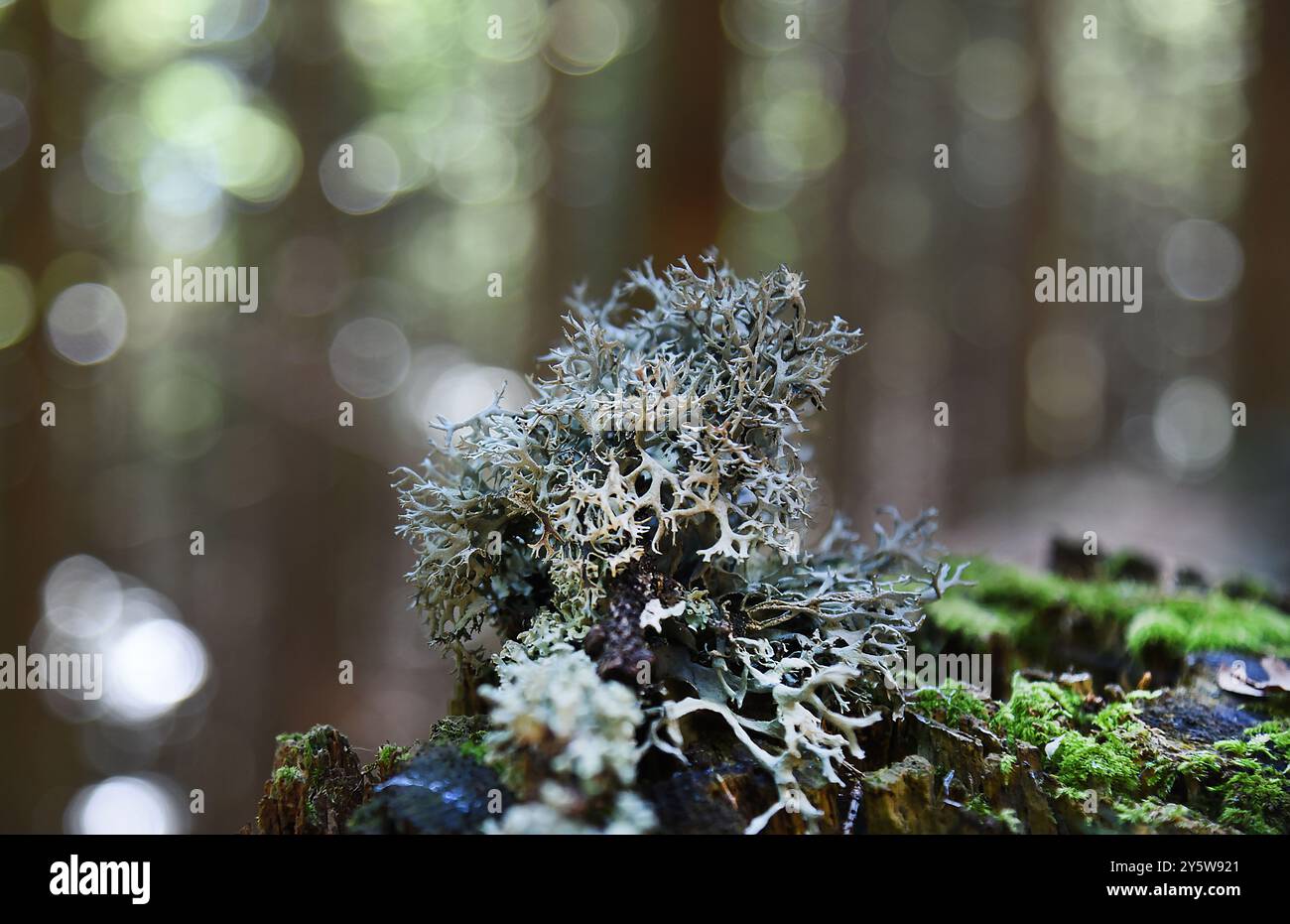 Rentierbecherflechte (Cladonia rangiferina) wächst sowohl in heißem als auch in kaltem Klima in gut durchlässigen, offenen Umgebungen. Wird hauptsächlich in Bereichen von alpin gefunden Stockfoto