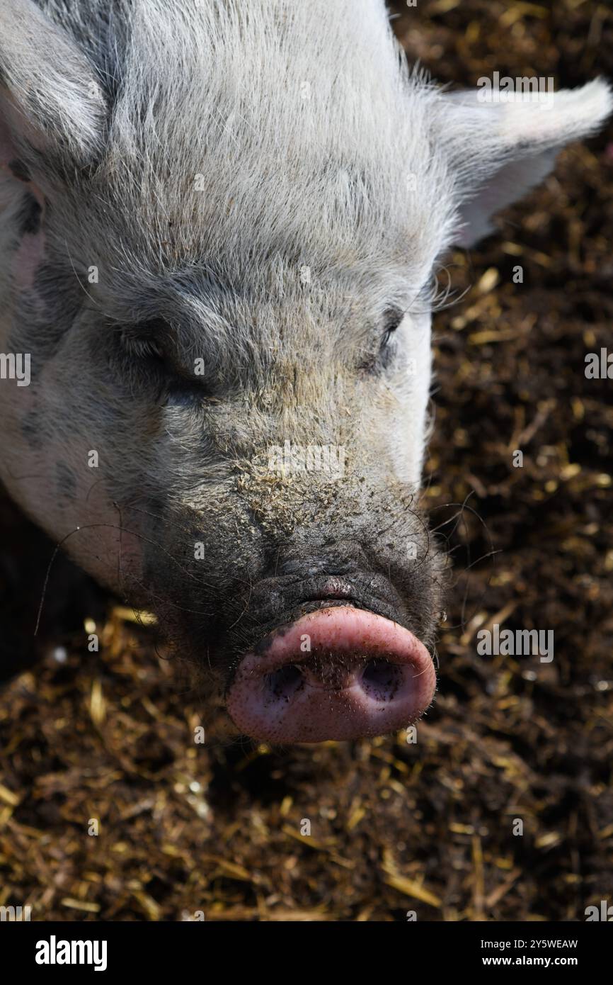 Schweine im Schlamm Stockfoto