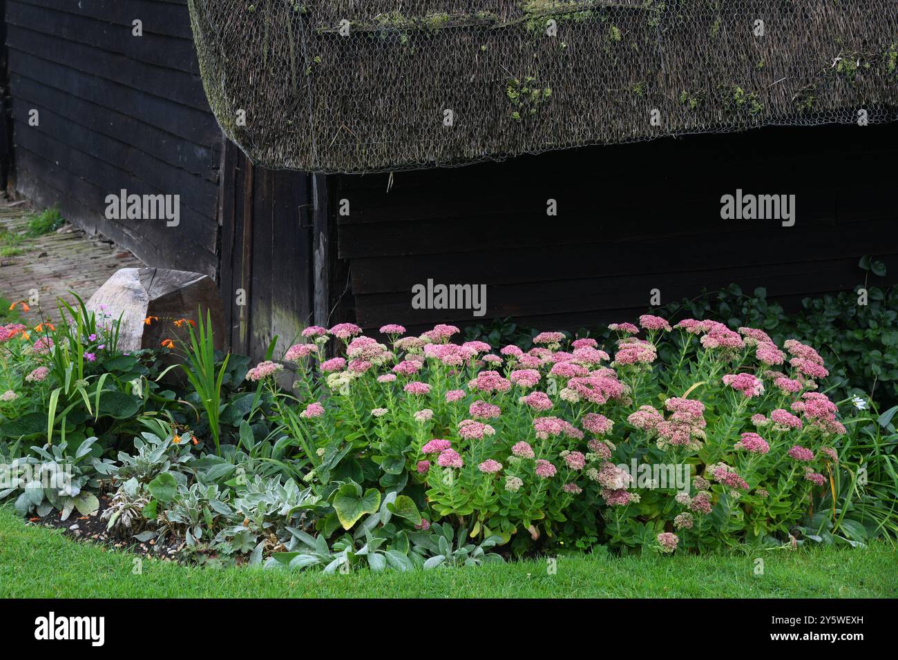 Sedum-Blumenbeet Stockfoto