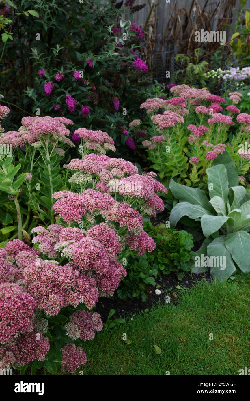 Sedum-Blumenbeet Stockfoto