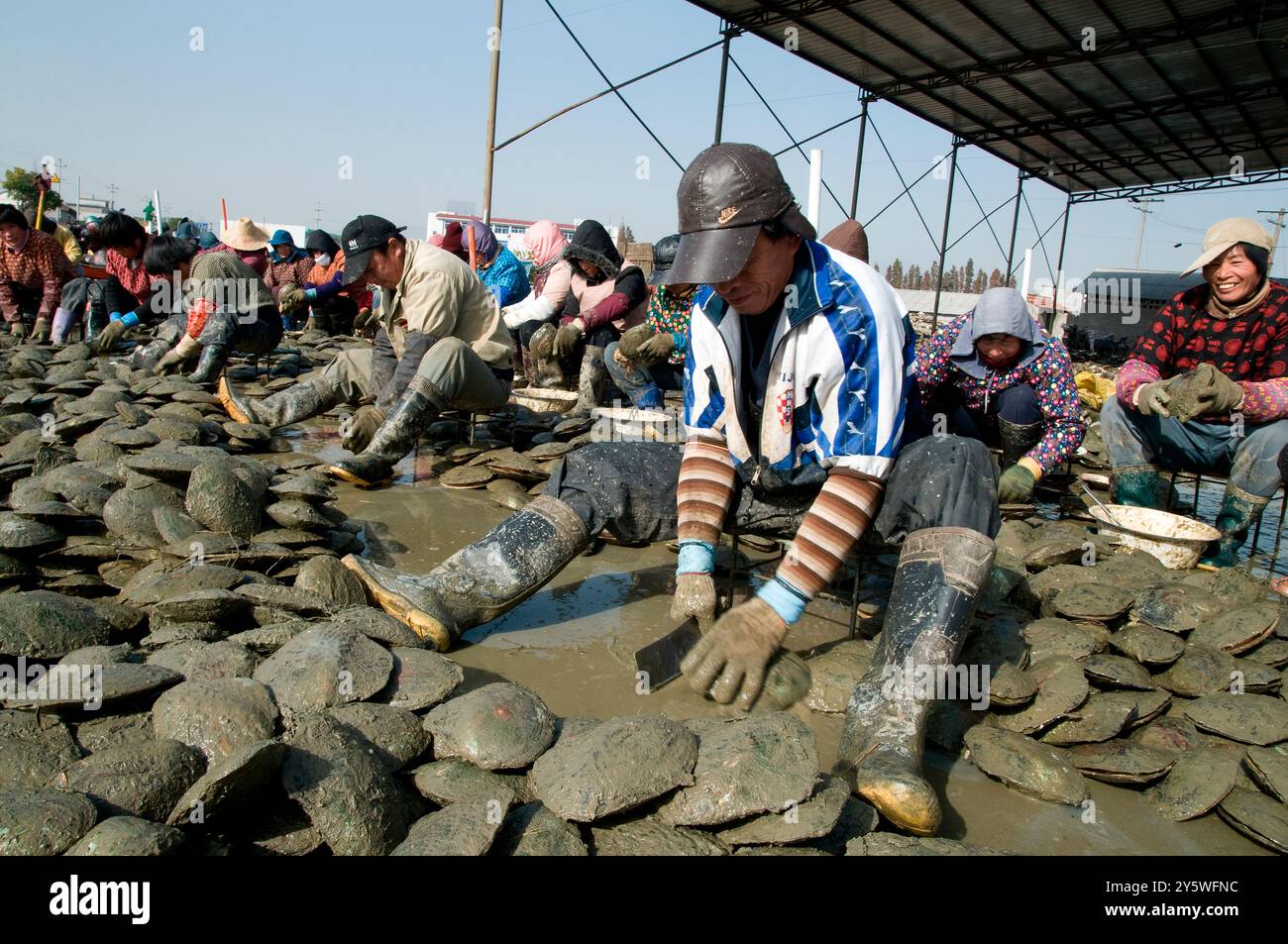 Süßwasserkultur Perlenindustrie Stockfoto