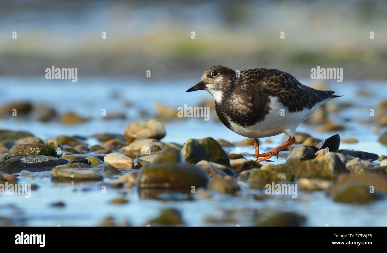 Turnstone blickt nach oben Stockfoto