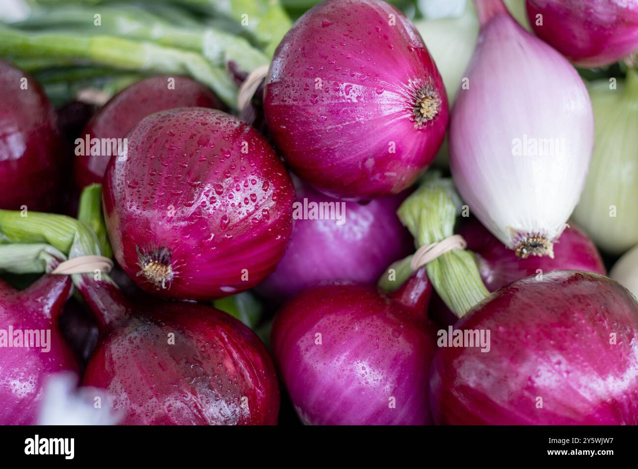 Nahaufnahme von Bündeln von roten und weißen Zwiebeln mit Wassertröpfchen Stockfoto